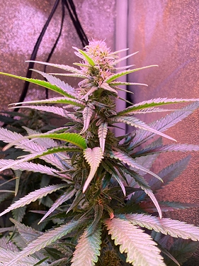 Growreport Bild 14