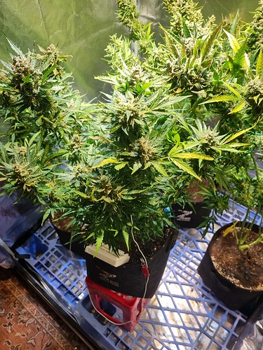 Growreport Bild 7