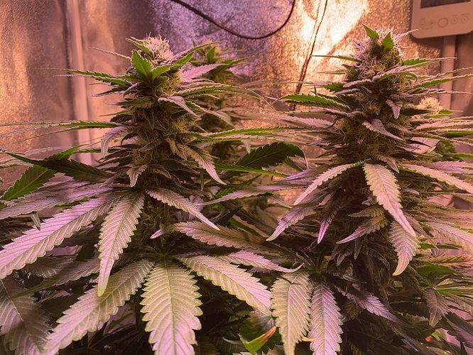 Growreport Bild 7