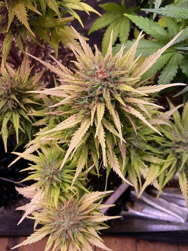 Growreport Bild 7