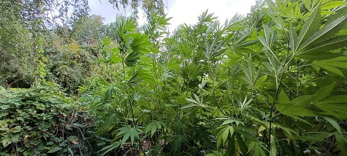 Growreport Bild 4