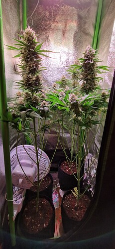 Growreport Bild 2