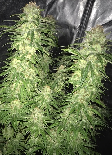 Growreport Bild 3
