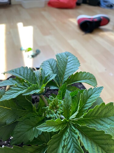 Growreport Bild 28