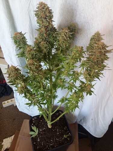 Growreport Bild 14