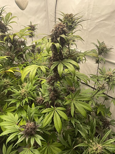 Growreport Bild 9