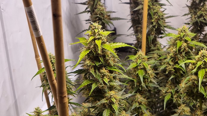 Growreport Bild 2