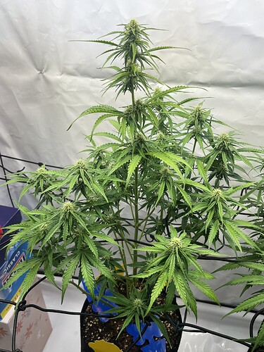Growreport Bild 21