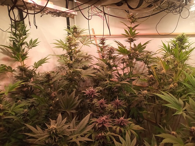 Growreport Bild 26