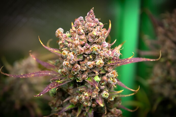 Mein erster Indoor-Grow mit Gorilla Cookies Auto