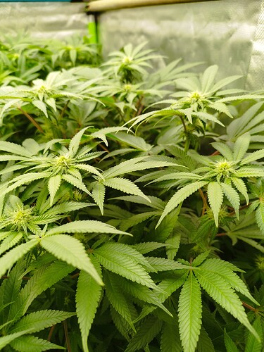 Growreport Bild 5