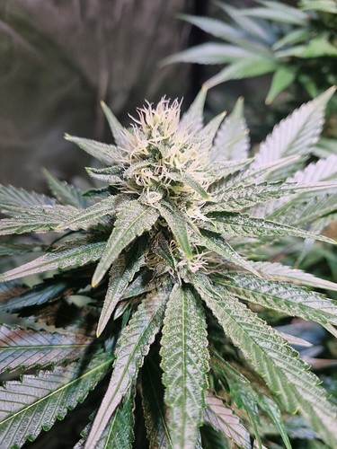 Growreport Bild 9