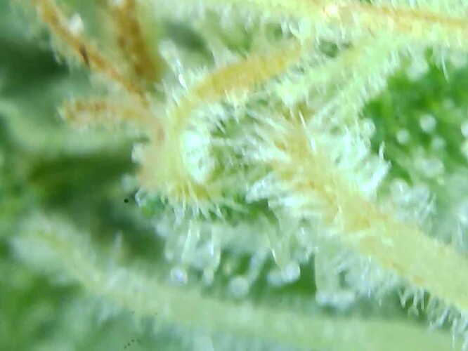 Growreport Bild 25
