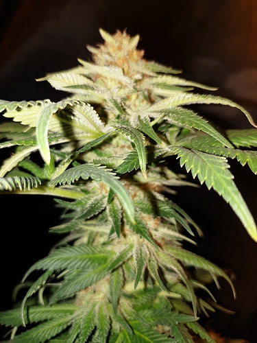Growreport Bild 18