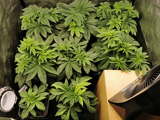 Growreport Bild 8