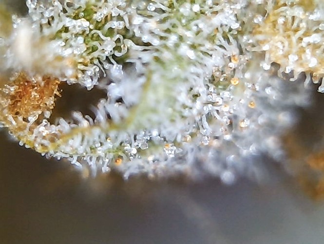 Growreport Bild 14