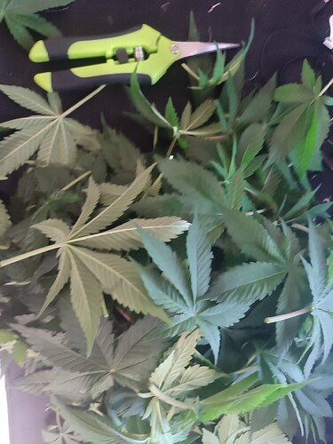 Growreport Bild 5