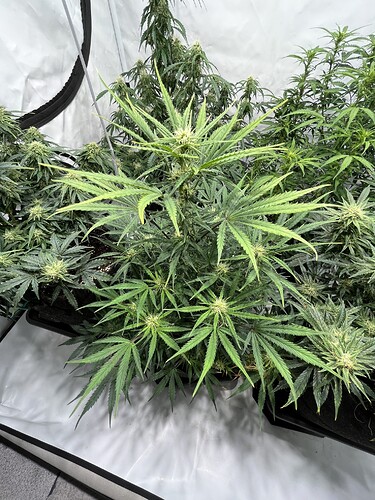 Growreport Bild 11