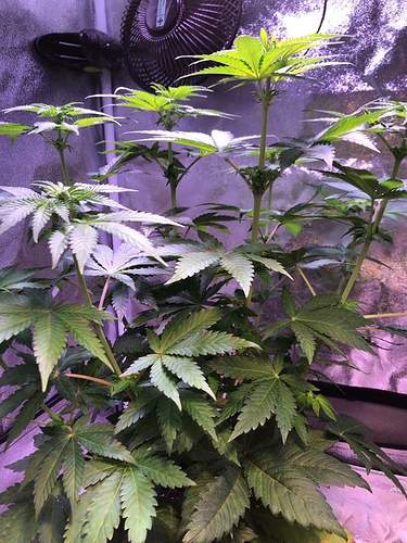 Growreport Bild 7