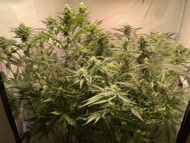 Growreport Bild 1