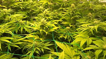 Growreport Bild 1