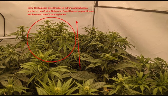 2-IMG_20231221_092602_363-jpg-4032×2268-