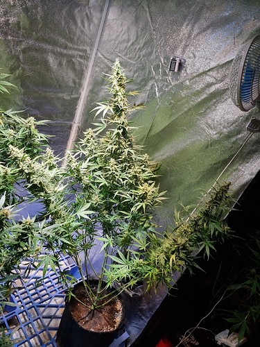 Growreport Bild 3