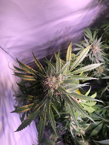Growreport Bild 2