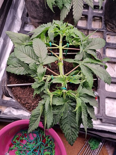 Growreport Bild 48
