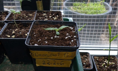Kilimanjaro%202