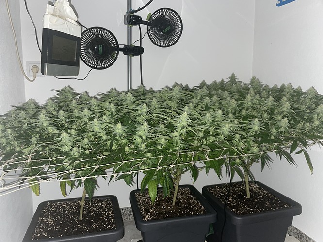 Growreport Bild 3
