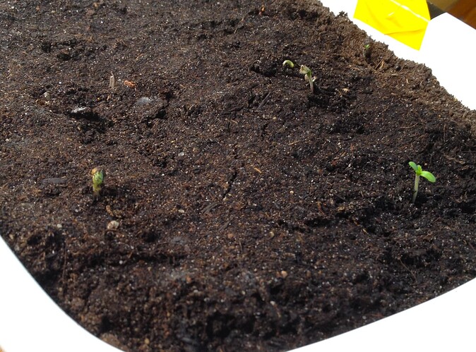 Growreport Bild 77