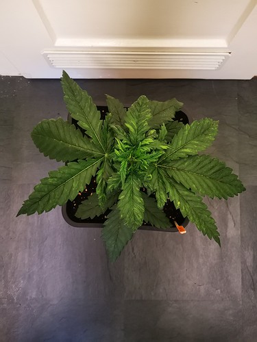 Growreport Bild 4
