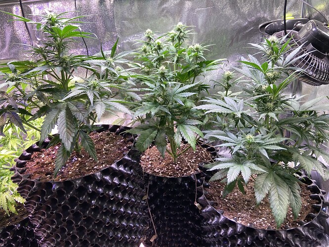 Growreport Bild 1