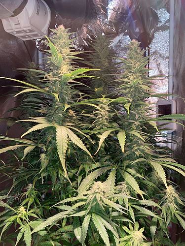 Growreport Bild 25