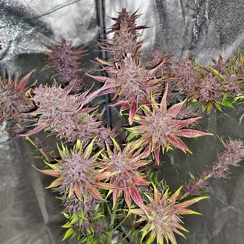 Growreport Bild 11