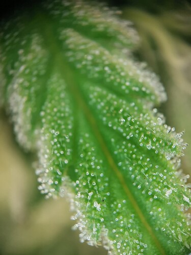 Growreport Bild 28