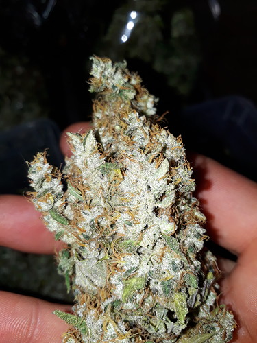 Growreport Bild 8