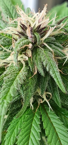 Growreport Bild 9