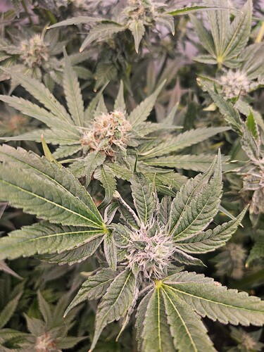 Growreport Bild 4