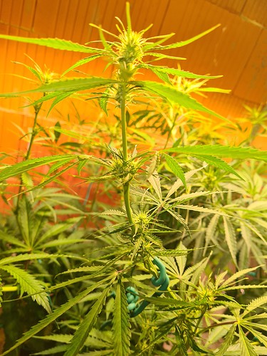 Growreport Bild 16