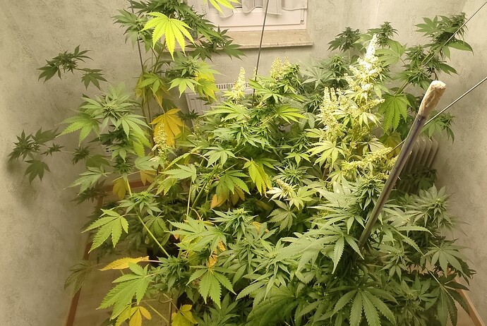 Growreport Bild 1
