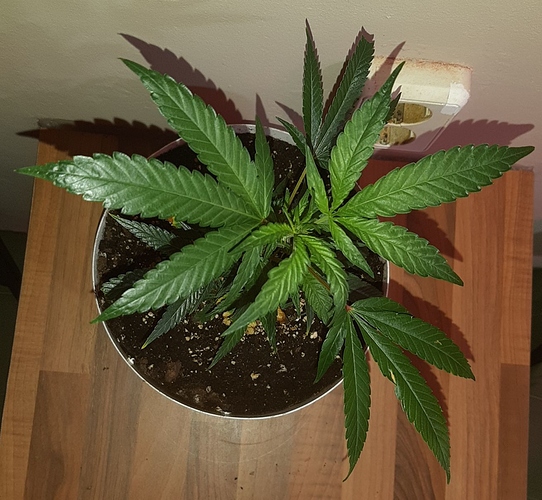 Growreport Bild 13
