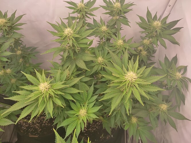 Growreport Bild 26