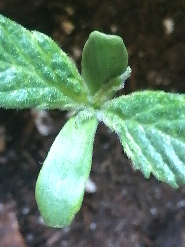 Growreport Bild 1