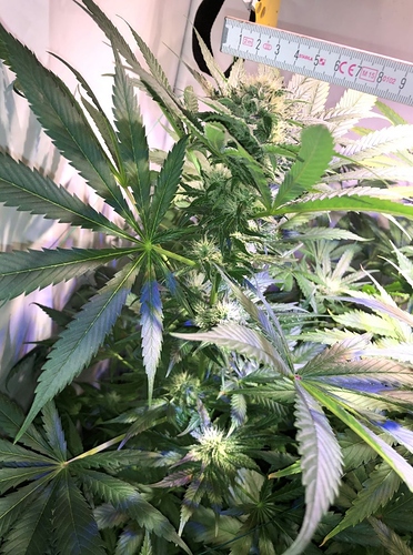 Growreport Bild 8