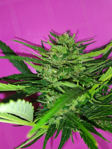 Growreport Bild 1