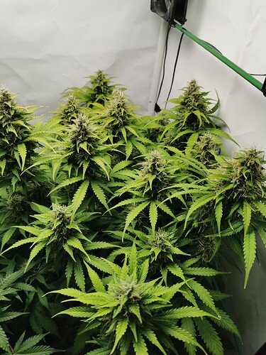 Growreport Bild 5