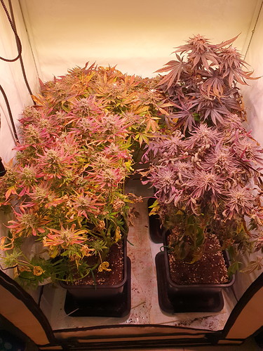 Growreport Bild 1