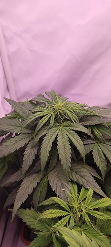 IMG_20221112_100818